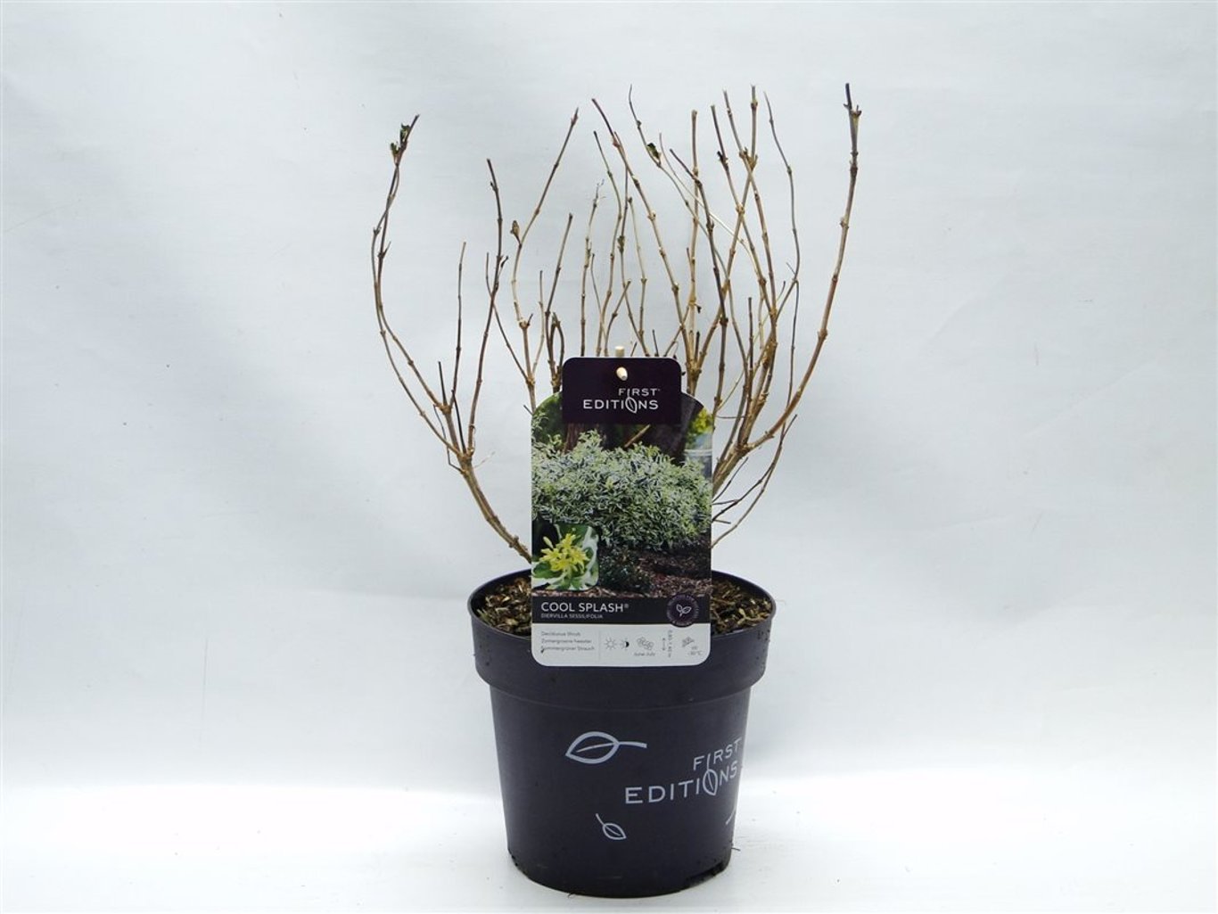 Diervilla splendens - C3